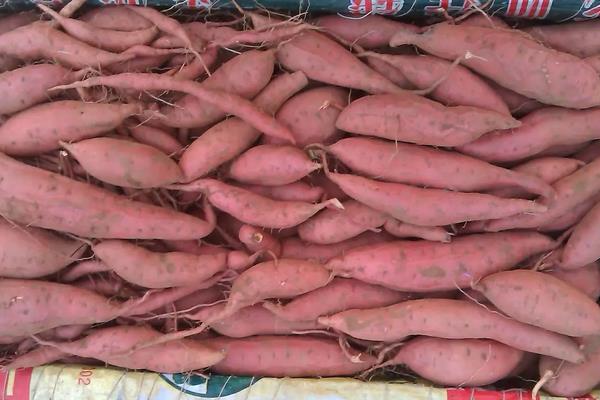 西瓜红红薯种植技术与管理,红薯的种类介绍