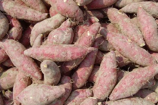 西瓜红红薯种植技术与管理,红薯的种类介绍