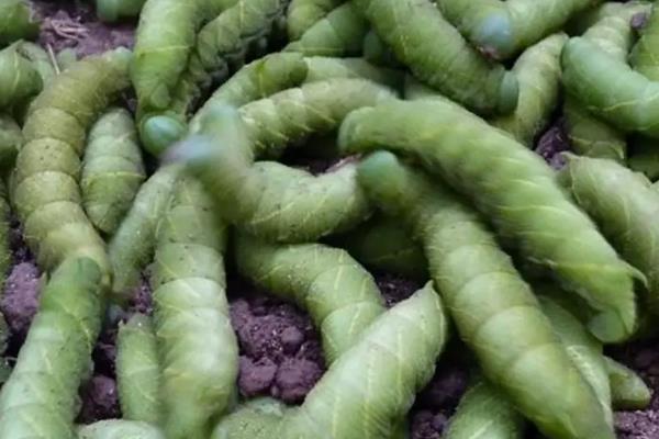 豆虫养殖技术,养殖周期是多久