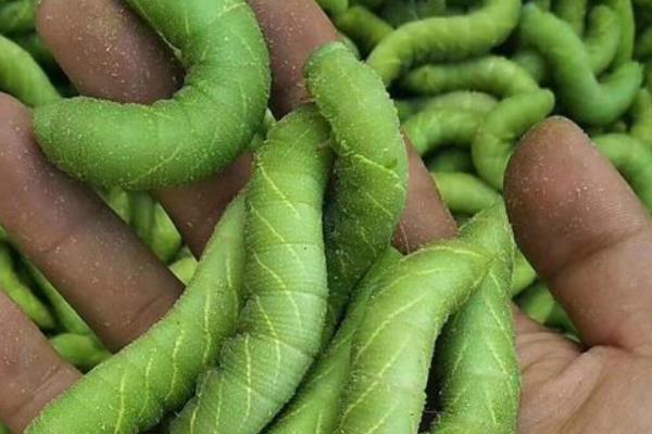 豆虫养殖技术,养殖周期是多久