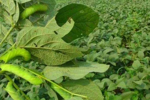 豆虫养殖技术,养殖周期是多久