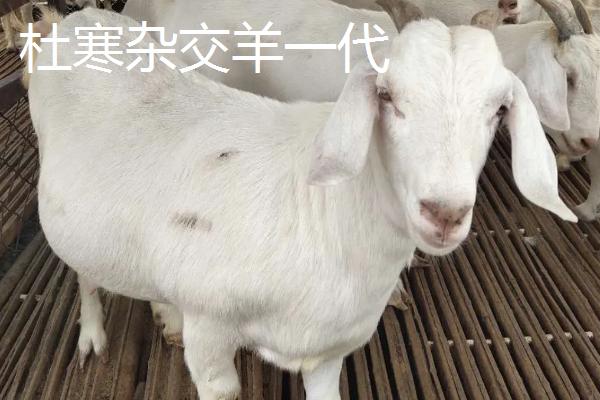 杜寒杂交羊一代与二代区别,一胎产几个