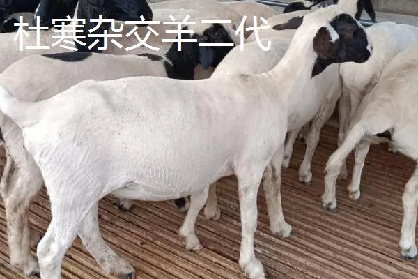 杜寒杂交羊一代与二代区别,一胎产几个
