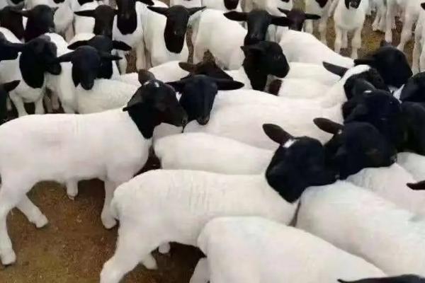 杜寒杂交羊一代与二代区别,一胎产几个