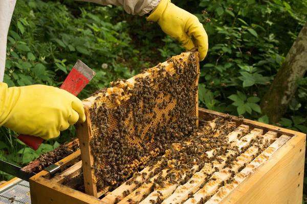 怎么分蜂如何操作,多久分蜂一次