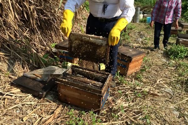 怎么分蜂如何操作,多久分蜂一次