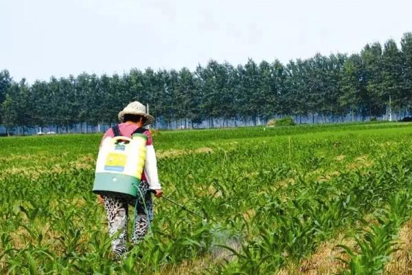 比唑醚菌酯注意事项,与乙蒜素有什么区别