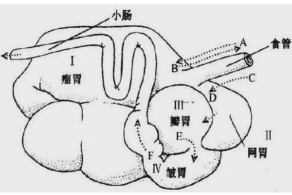 牛有几个胃分别是什么功能,吃食时有什么现象