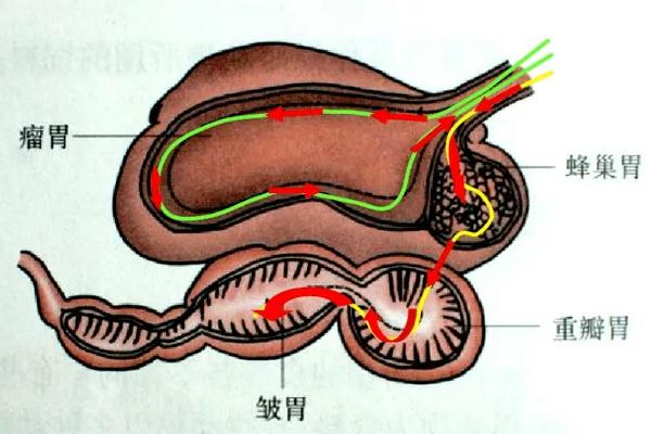 牛有几个胃分别是什么功能,吃食时有什么现象