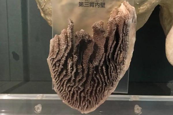 牛有几个胃分别是什么功能,吃食时有什么现象