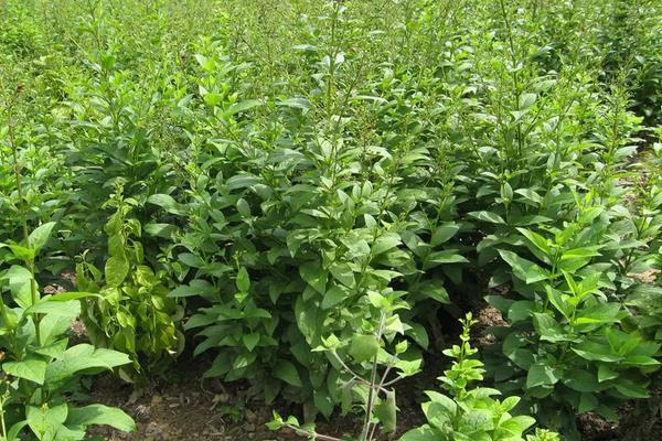 玄参种植技术与栽培管理,附玄参的特征特性