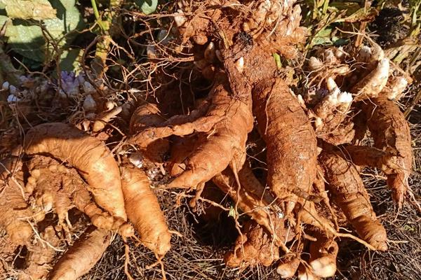 玄参种植技术与栽培管理,附玄参的特征特性