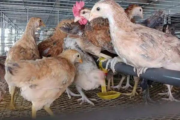 脱温鸡养殖技术要点,脱温鸡苗一般要多少天