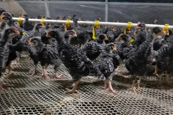 脱温鸡养殖技术要点,脱温鸡苗一般要多少天