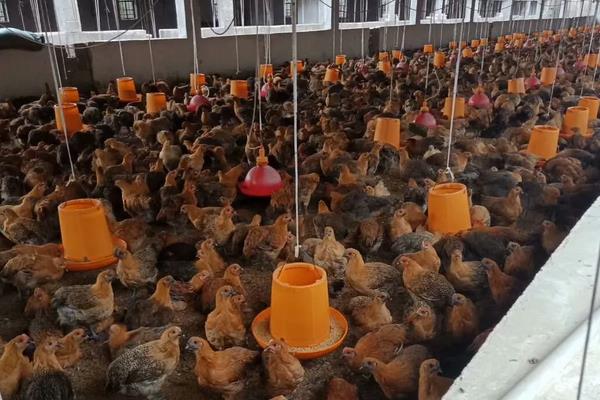 脱温鸡养殖技术要点,脱温鸡苗一般要多少天