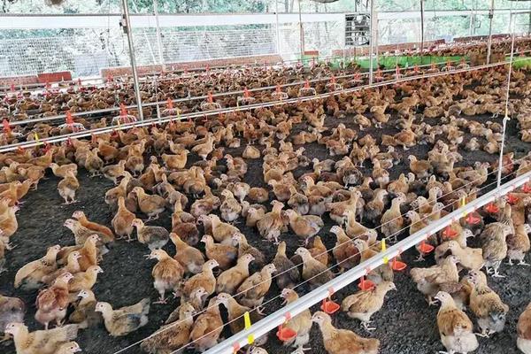 脱温鸡养殖技术要点,脱温鸡苗一般要多少天