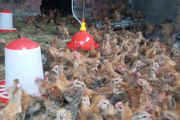 脱温鸡养殖技术要点,脱温鸡苗一般要多少天