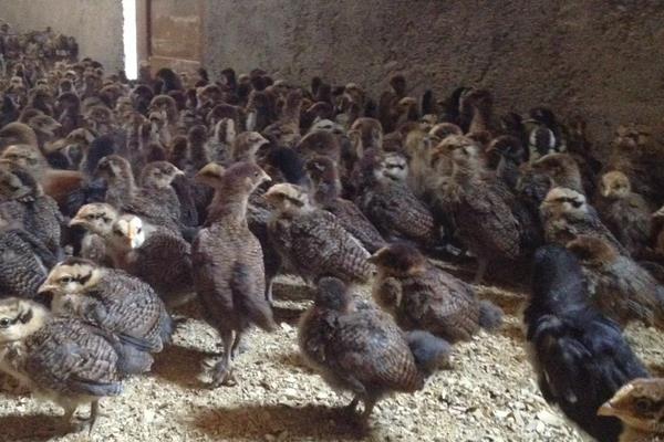 脱温鸡养殖技术要点,脱温鸡苗一般要多少天