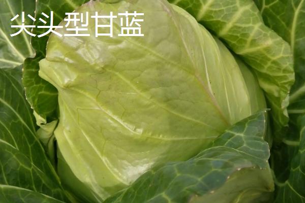 甘蓝与包头菜的区别