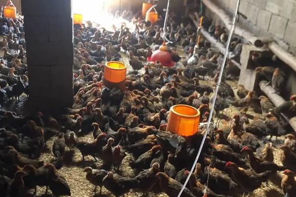 脱温鸡养殖技术要点,脱温鸡苗一般要多少天