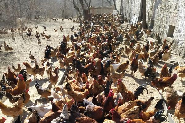 脱温鸡养殖技术要点,脱温鸡苗一般要多少天