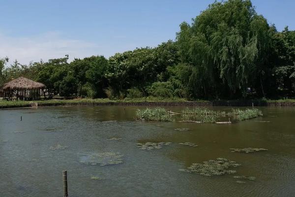 菱角种植技术与方法,菱角种植时间