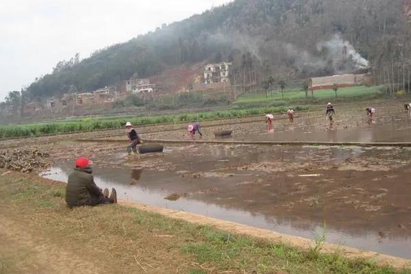 菱角种植技术与方法,菱角种植时间