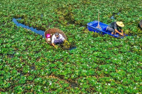 菱角种植技术与方法,菱角种植时间