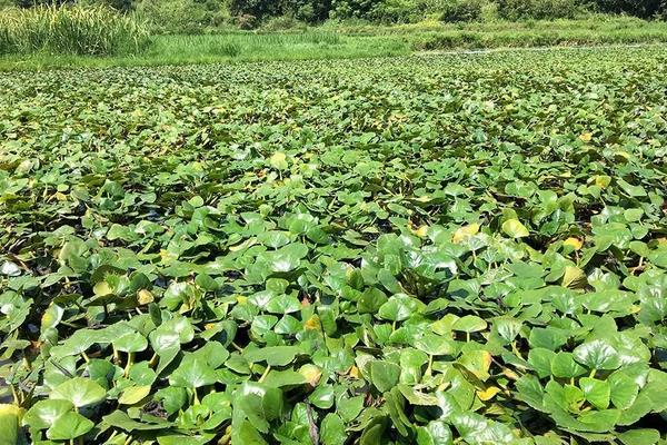 菱角种植技术与方法,菱角种植时间