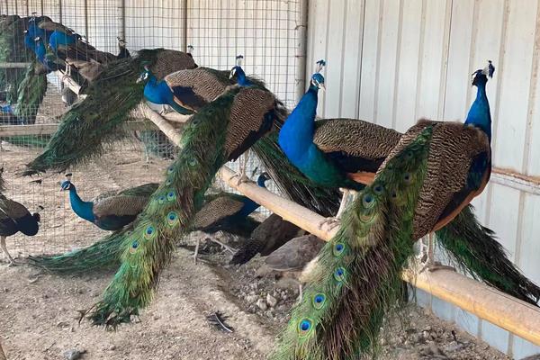 孔雀养殖需要什么证件,附养殖方法