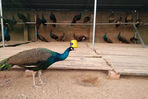 孔雀养殖需要什么证件,附养殖方法