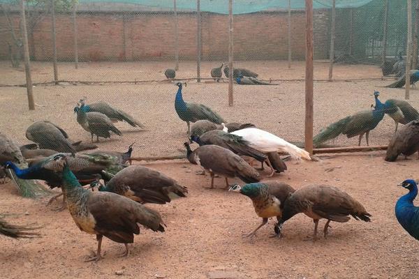 孔雀养殖需要什么证件,附养殖方法