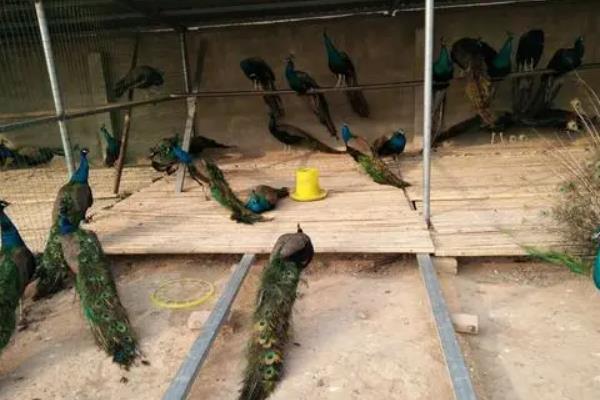 孔雀养殖需要什么证件,附养殖方法