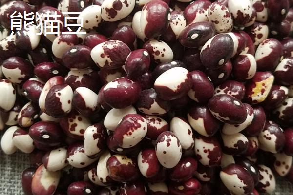 豇豆与熊猫豆的区别