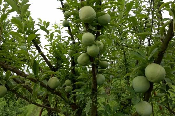 奈李种植技术与管理,奈李苗什么时候能种