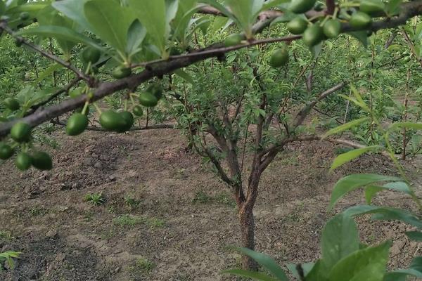 奈李种植技术与管理,奈李苗什么时候能种