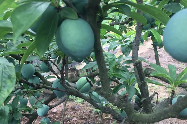 奈李种植技术与管理,奈李苗什么时候能种