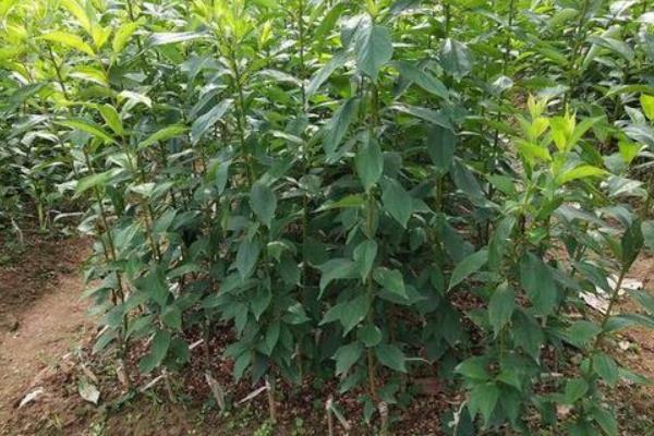 奈李种植技术与管理,奈李苗什么时候能种