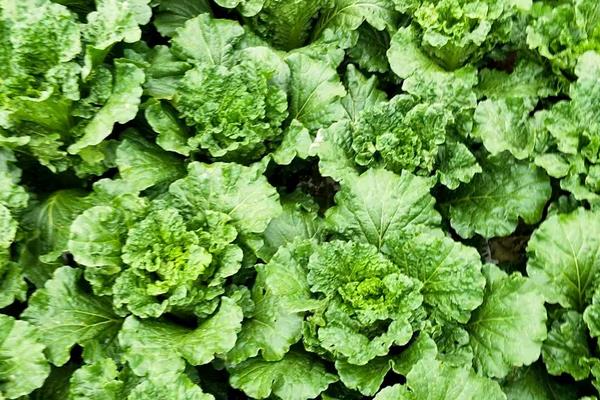 白菜品种,早春冷棚大白菜种植技术