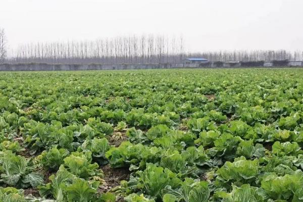 白菜品种,早春冷棚大白菜种植技术