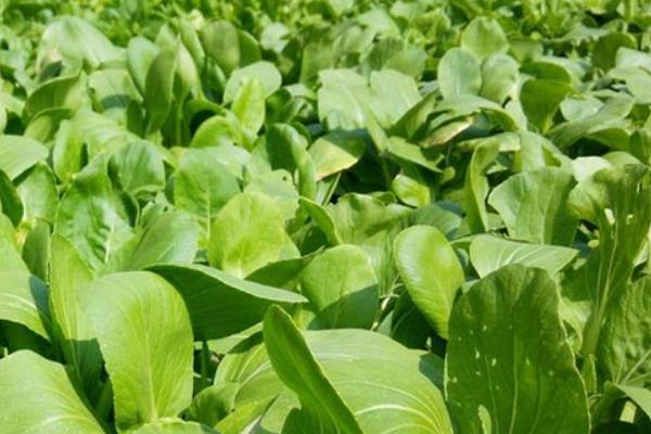 白菜品种,早春冷棚大白菜种植技术