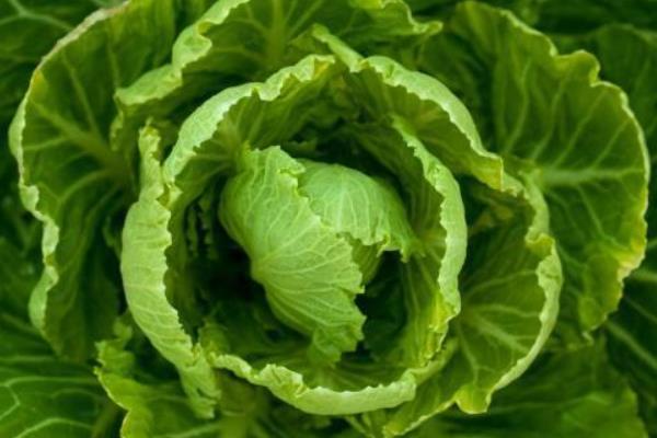 白菜品种,早春冷棚大白菜种植技术