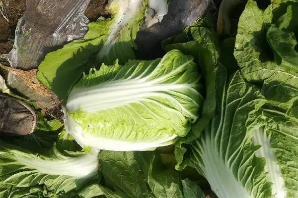 白菜品种,早春冷棚大白菜种植技术