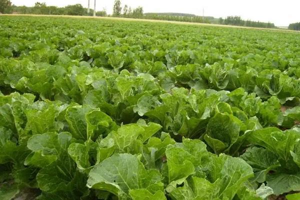 白菜品种,早春冷棚大白菜种植技术