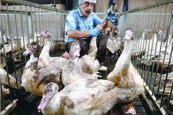 法国鹅肝怎么养出来的,为什么那么大