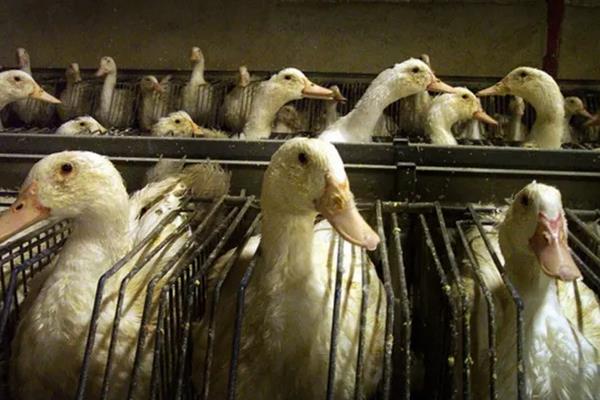 法国鹅肝怎么养出来的,为什么那么大