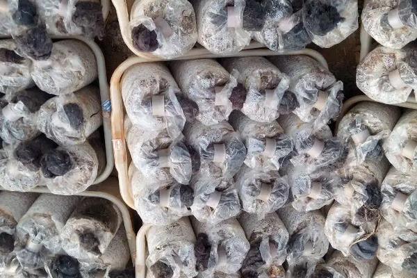 黑皮鸡枞菌的种植技术与管理,鸡枞菌一般长在什么地方,怎么形成的