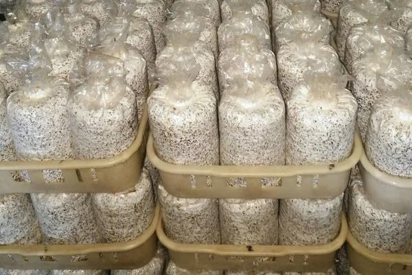 黑皮鸡枞菌的种植技术与管理,鸡枞菌一般长在什么地方,怎么形成的