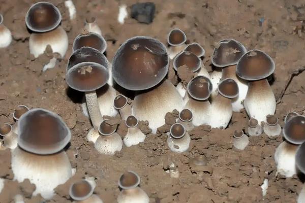 黑皮鸡枞菌的种植技术与管理,鸡枞菌一般长在什么地方,怎么形成的