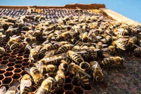 意蜂养殖技术要点,附春繁技术管理诀窍